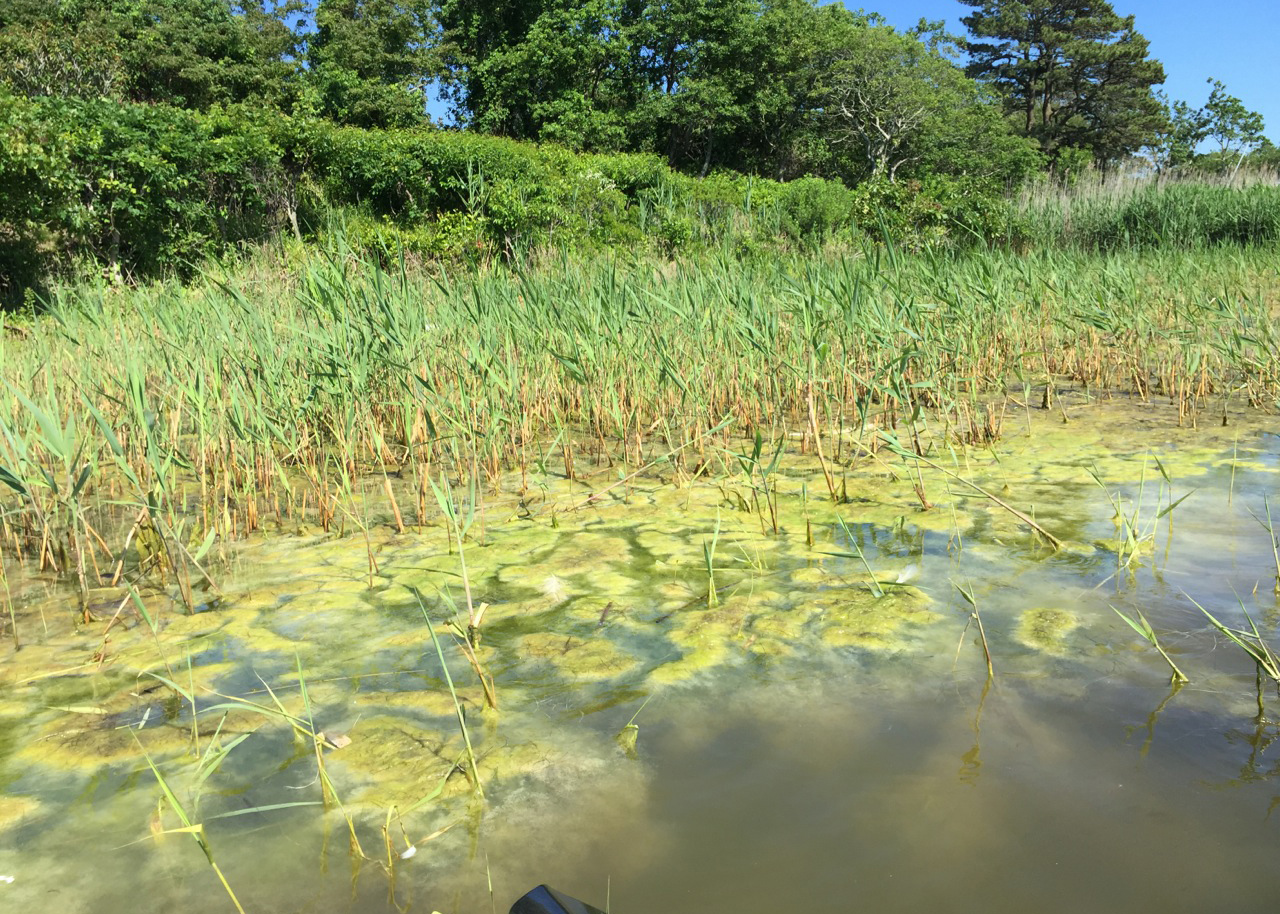 Cladophora In Phrag Friends Of Georgica Pond Foundation