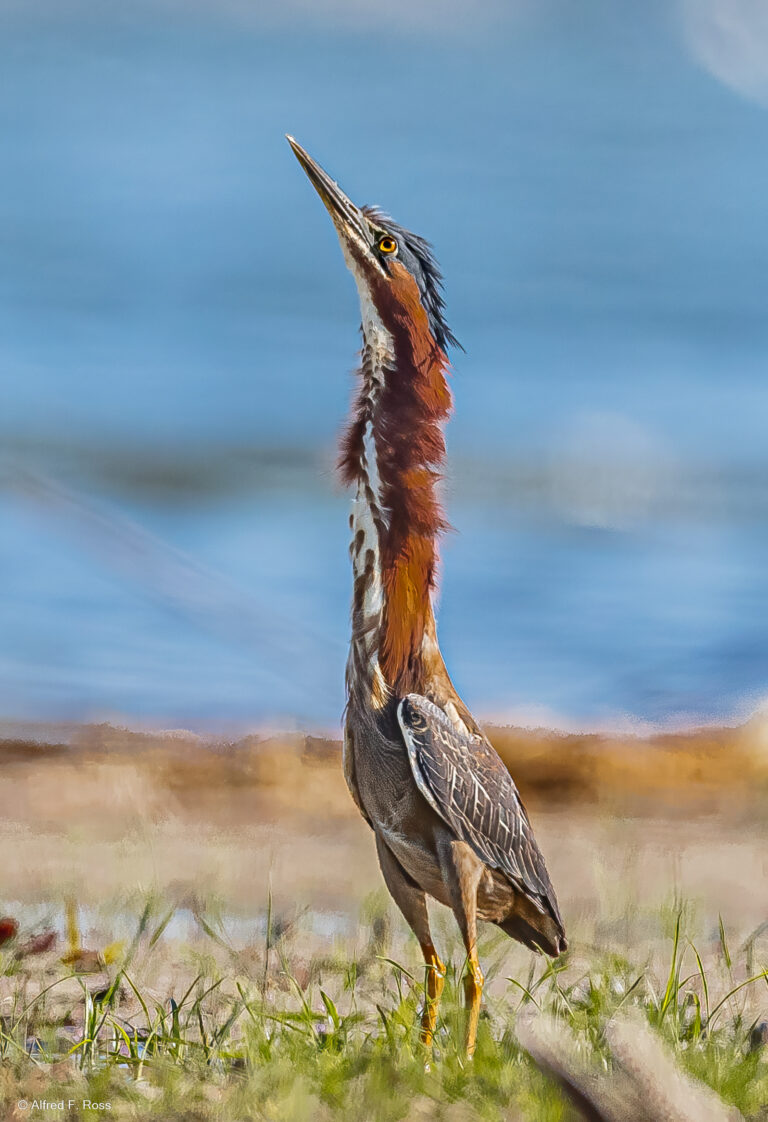 The Photography Of Alfred F Ross Friends Of Georgica Pond Foundation