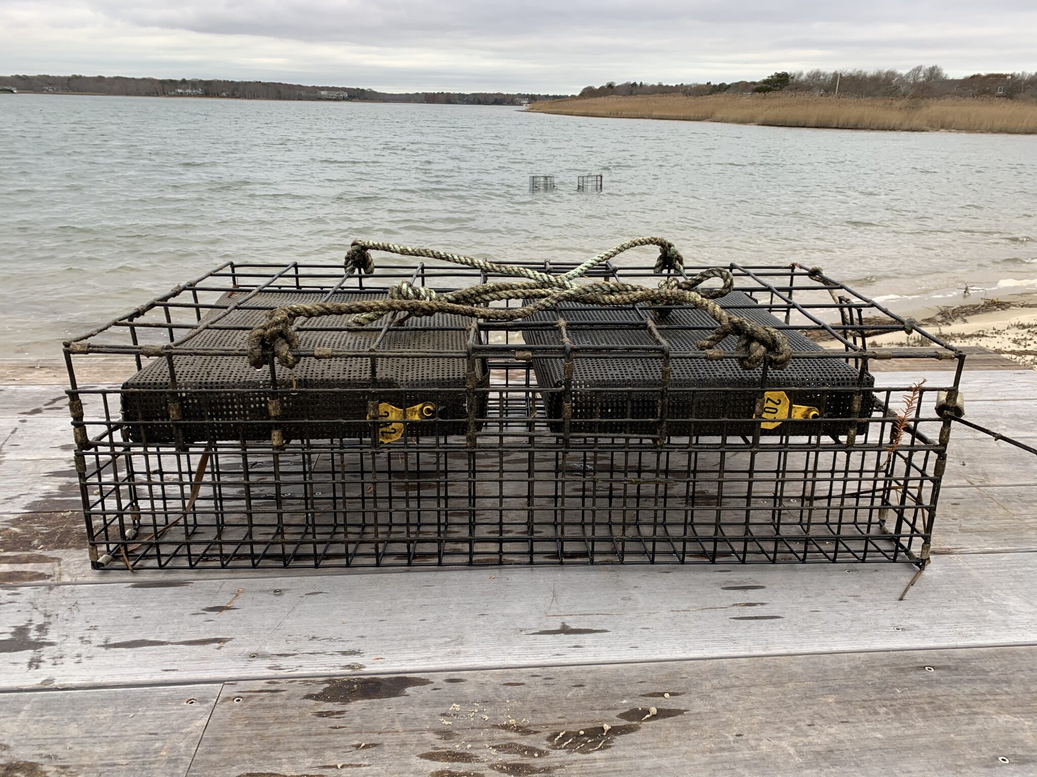 The Eastern Oyster—Nature’s Engineer Friends of Pond Foundation