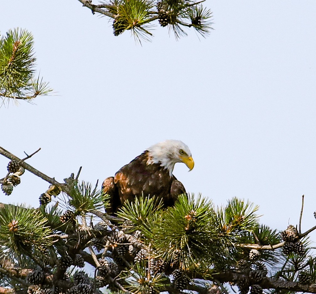 Bald Eagle: National symbol, bird of 'bad moral character