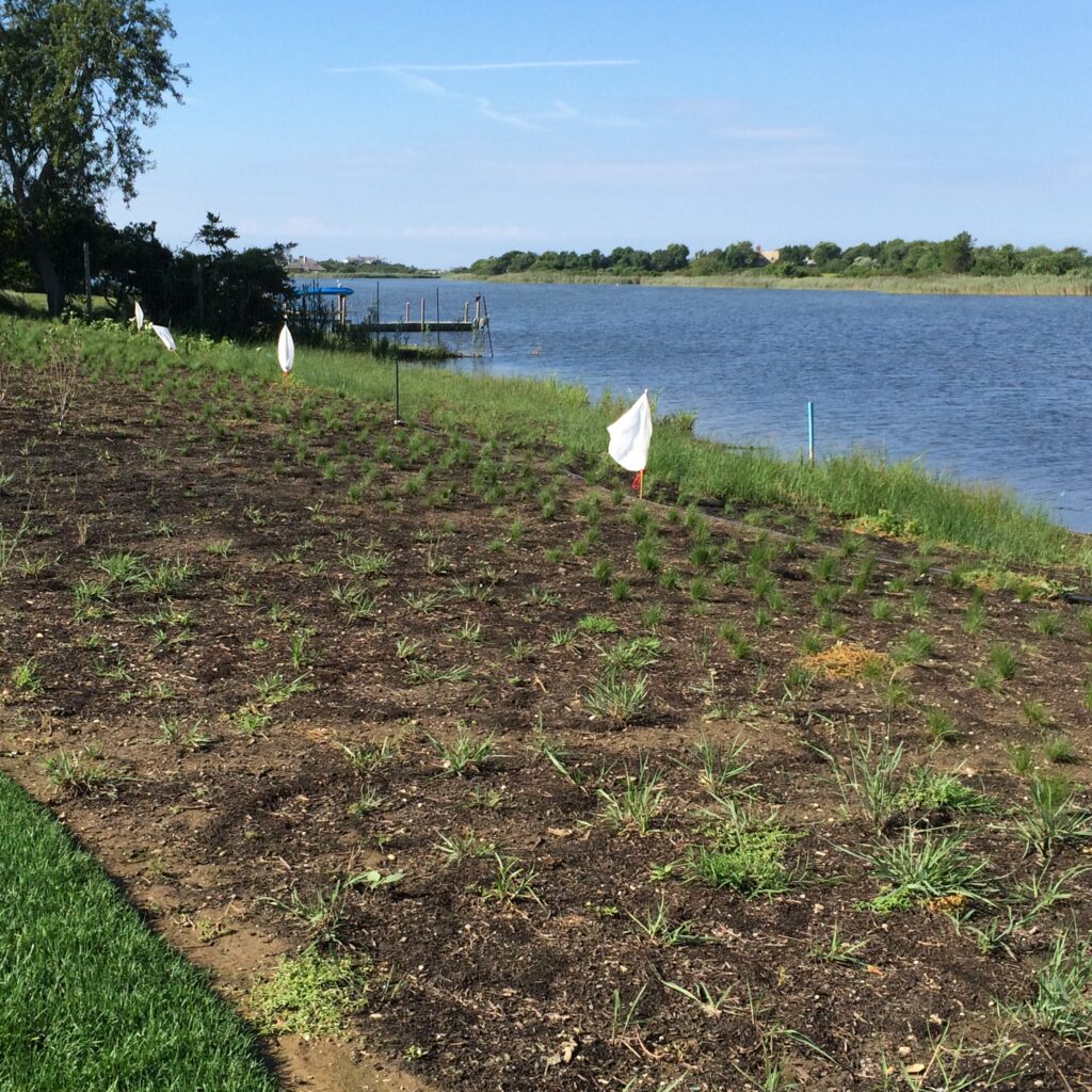 Buffer. New plantings