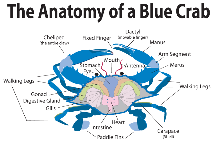 The Anatomy of a Blue Crab