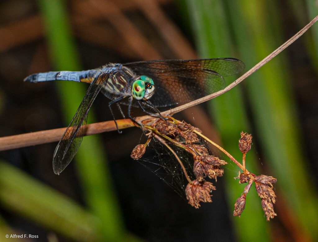 Blue Dasher Dragonfly, open wings