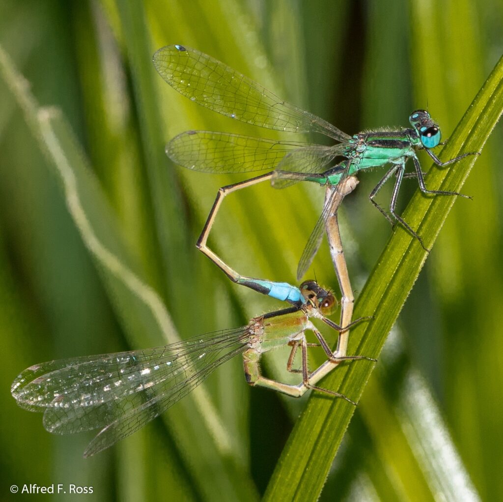 Mating Bluet Damselflies