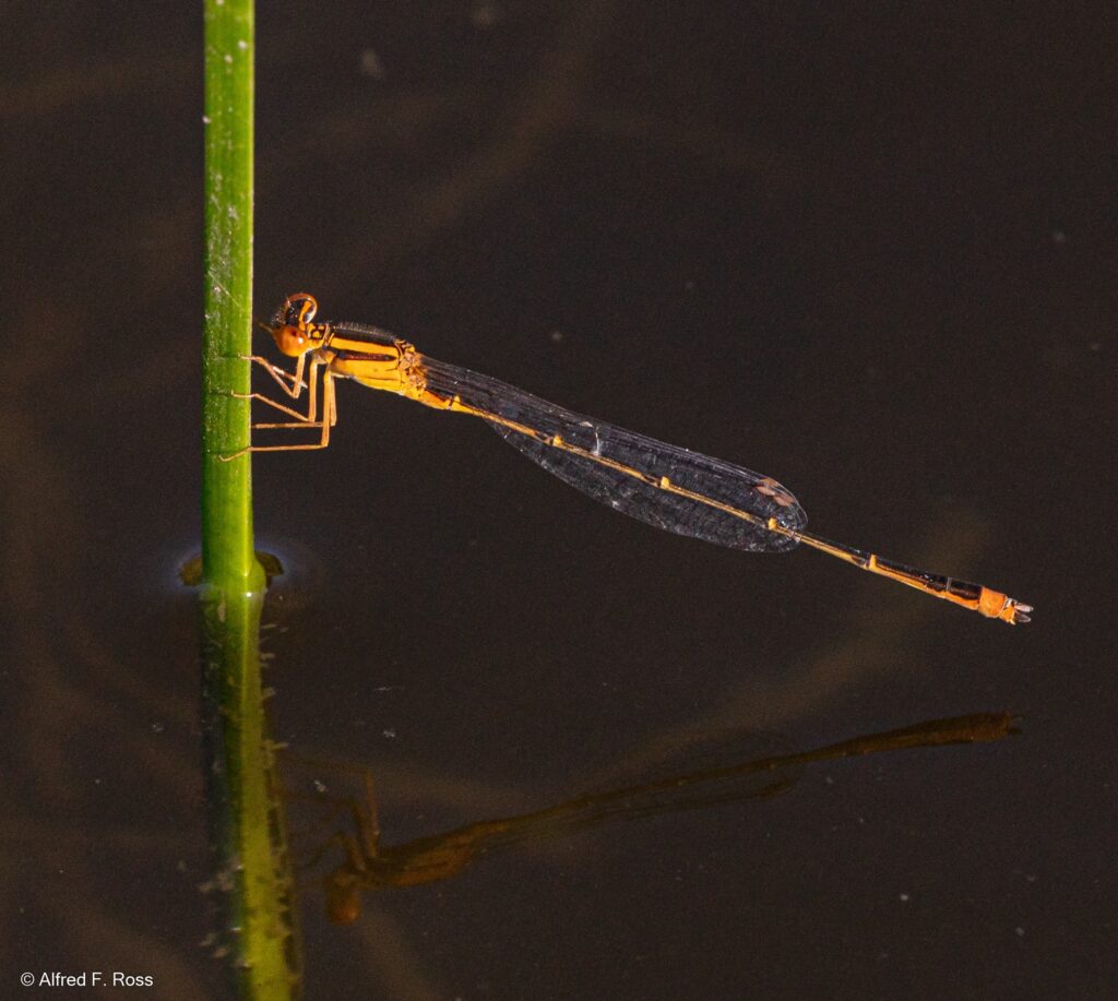 Damselfly