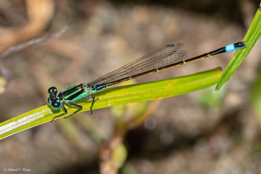 Damselfly, folded wings