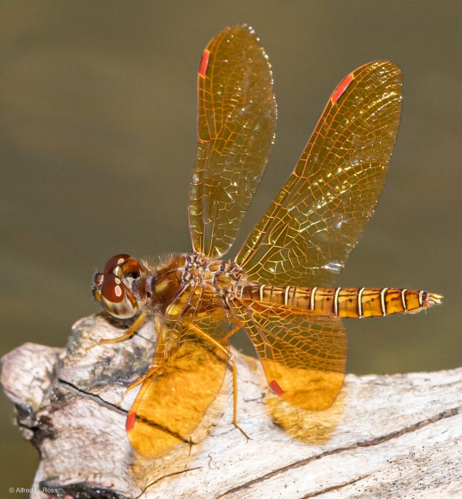 Eastern Amberwing Dragonfly