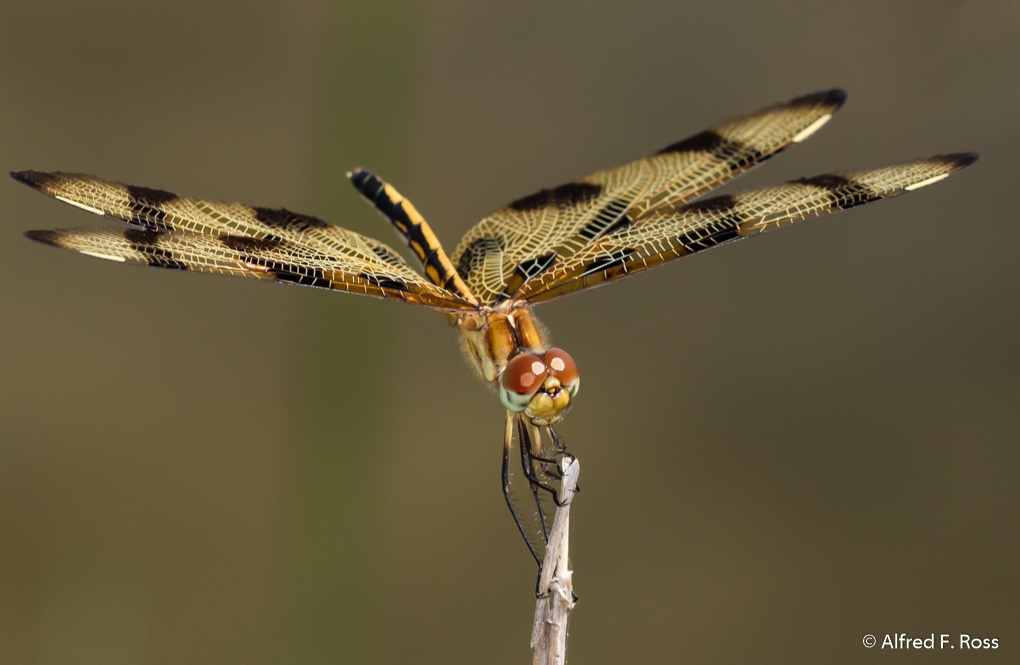 Halloween Pennant Dragonfly 