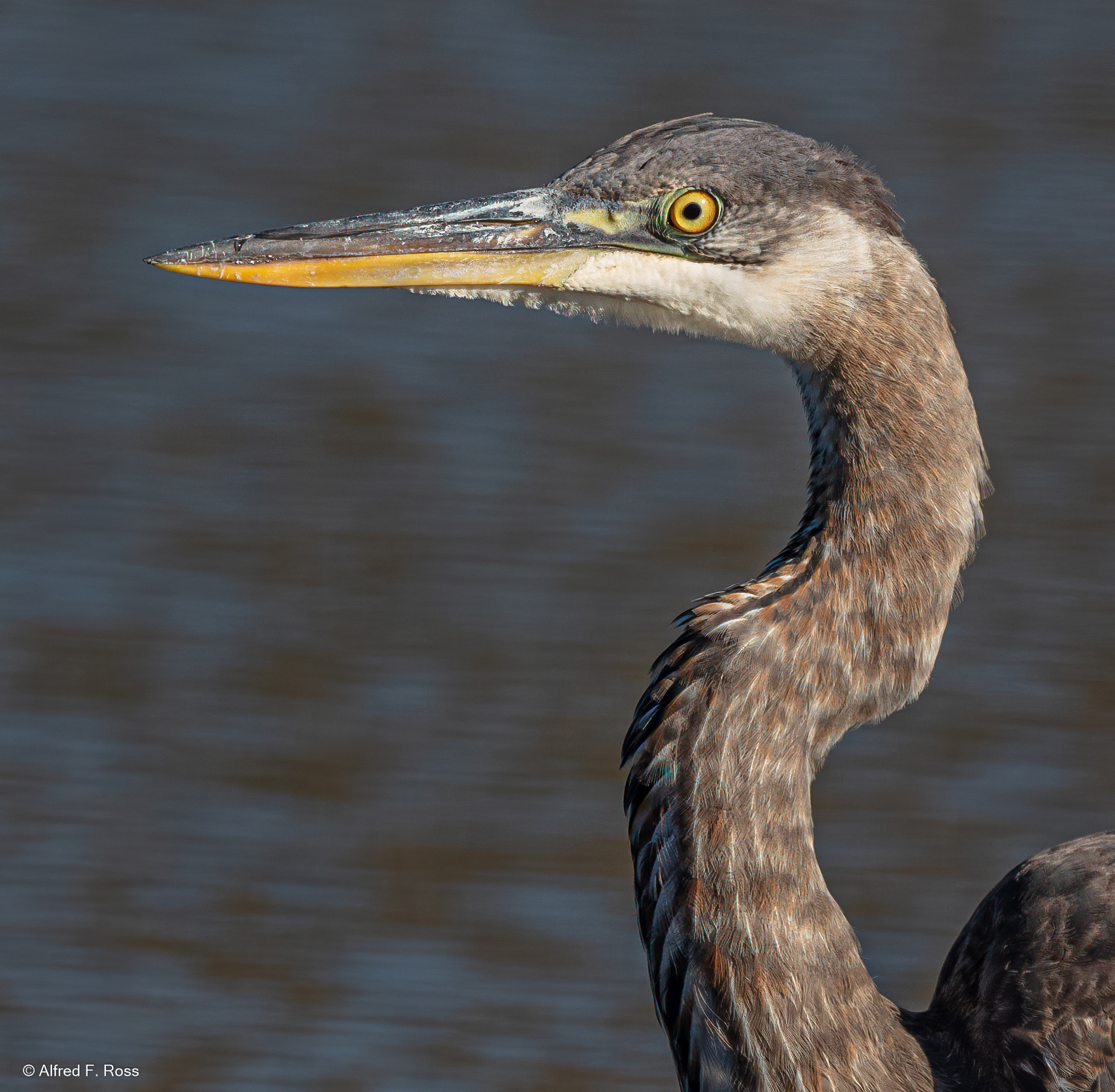 Great Blue Heron, photo by Alfred F. Ross