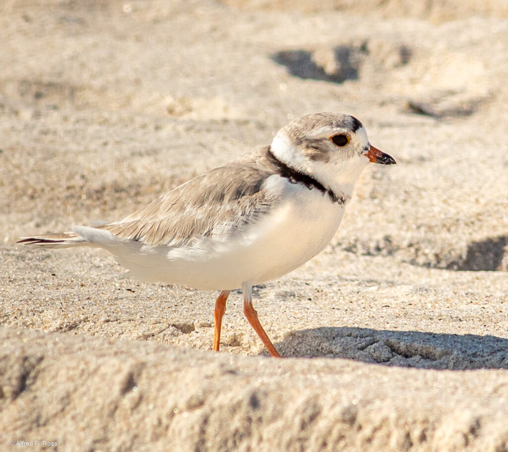 Adult Piping Plover. Photo by Alfred Ross.