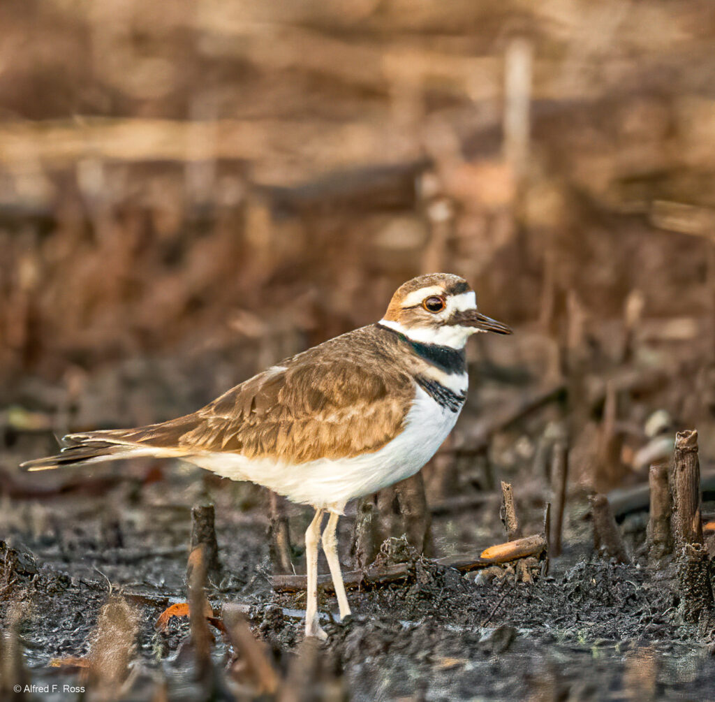 Killdeer at sunrise. Photo by Alfred Ross.