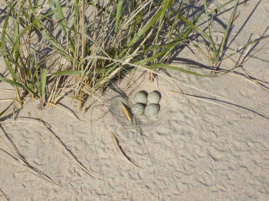 Piping Plover nest.