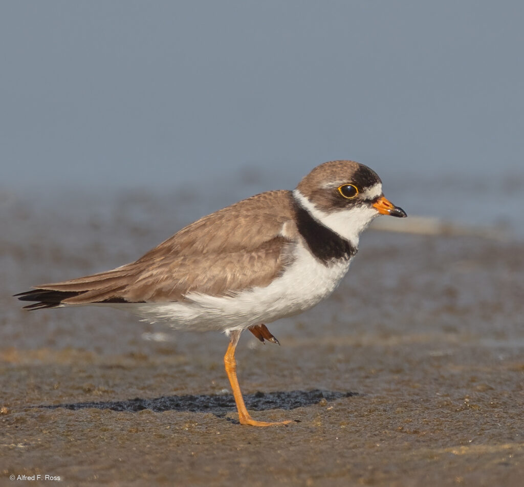 Semipalmated Plover. Photo by Alfred Ross.