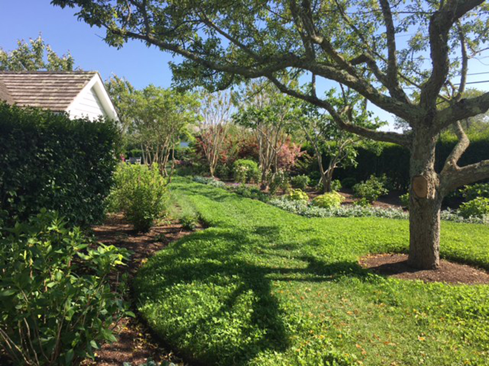 Green grass beside a white house