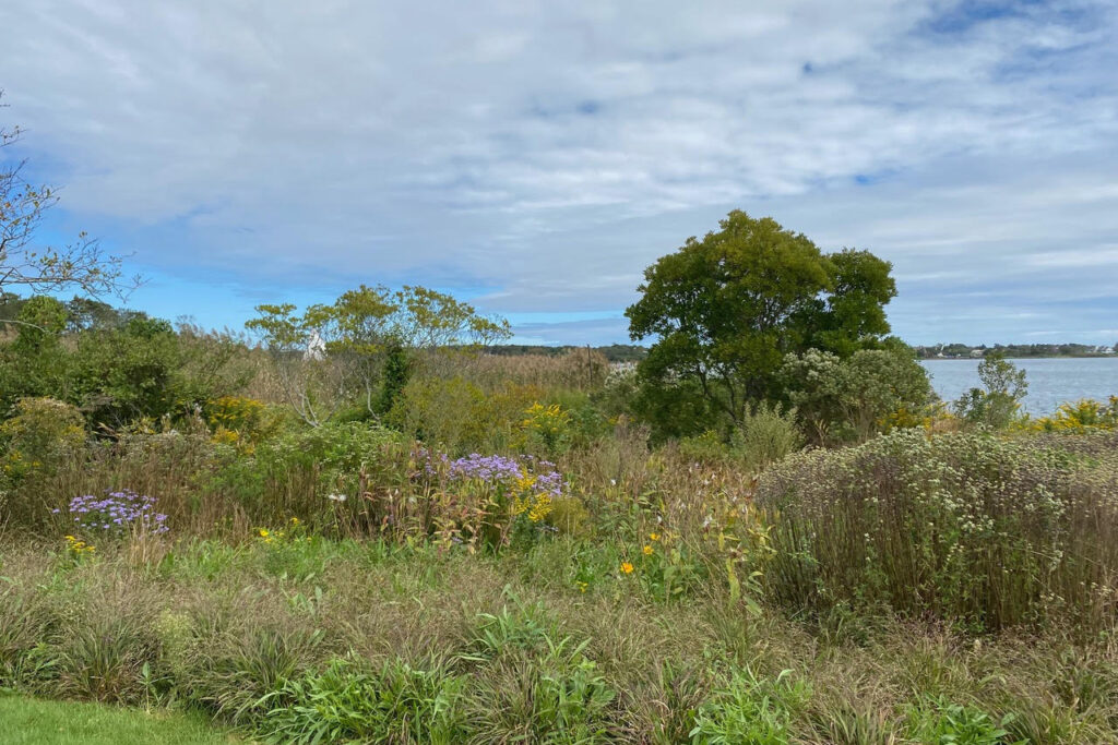 A native plant buffer in bloom at the end of summer. Photo: Farm Landscape Design 