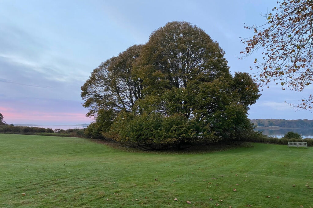 Linden Tree