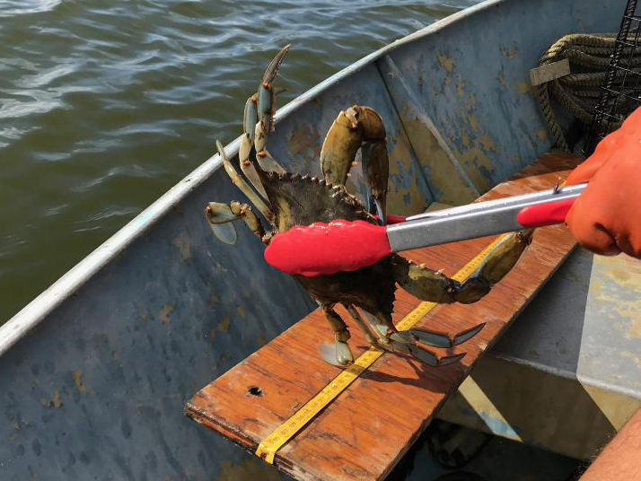 Using tongs to hold blue claw crabs