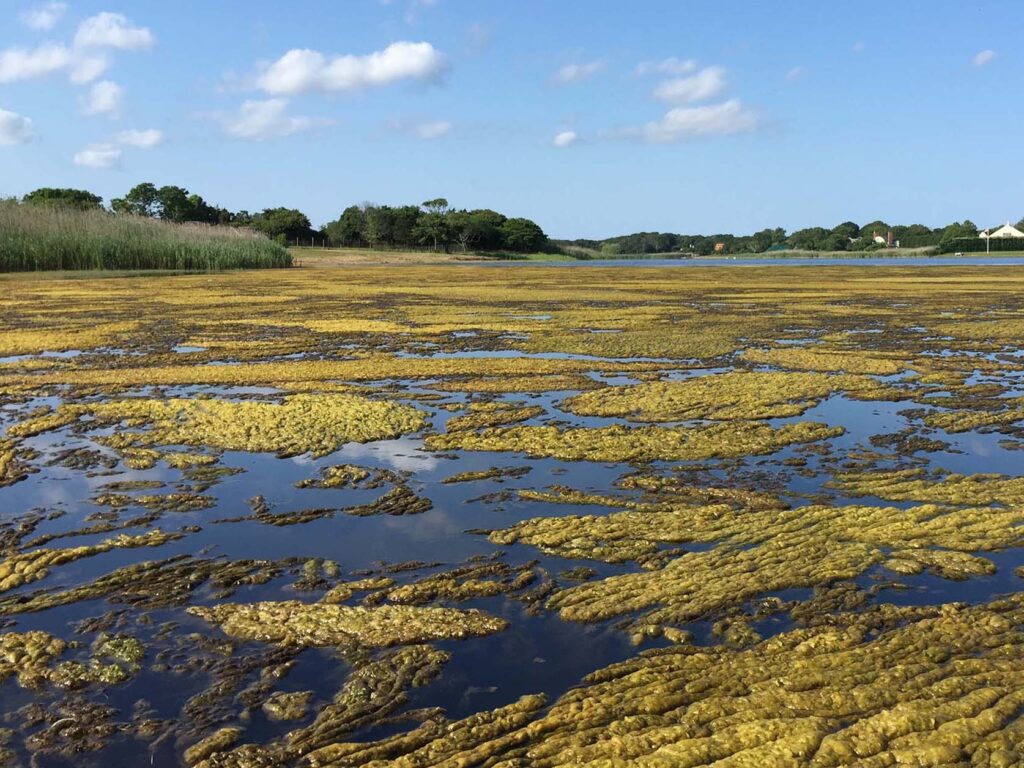 Sago pondweed and green algae