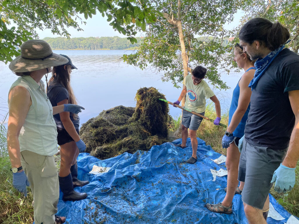 Students sift pondweed