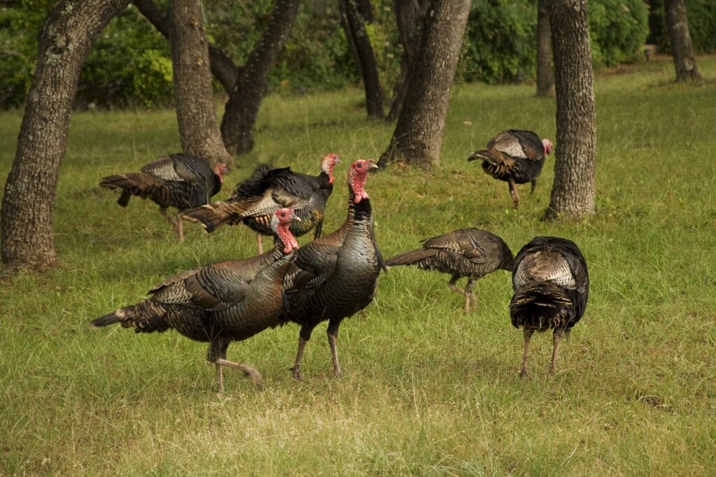 Leggs Learns That Wild Turkeys Have Wings - The Provincetown