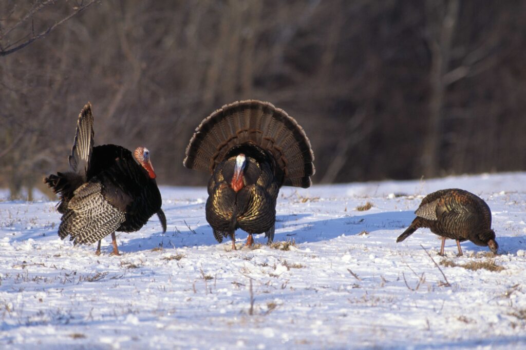 Leggs Learns That Wild Turkeys Have Wings - The Provincetown