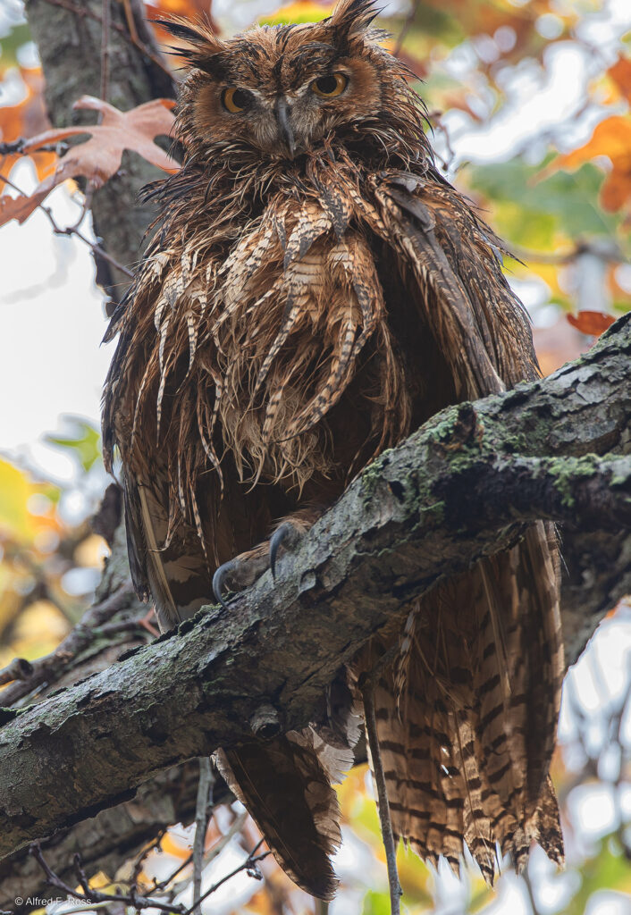 Great Horned Owl