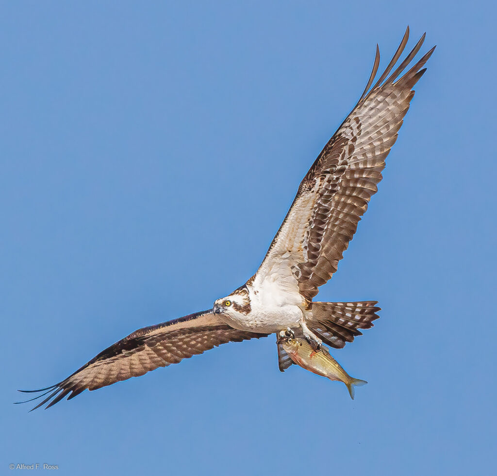 Osprey