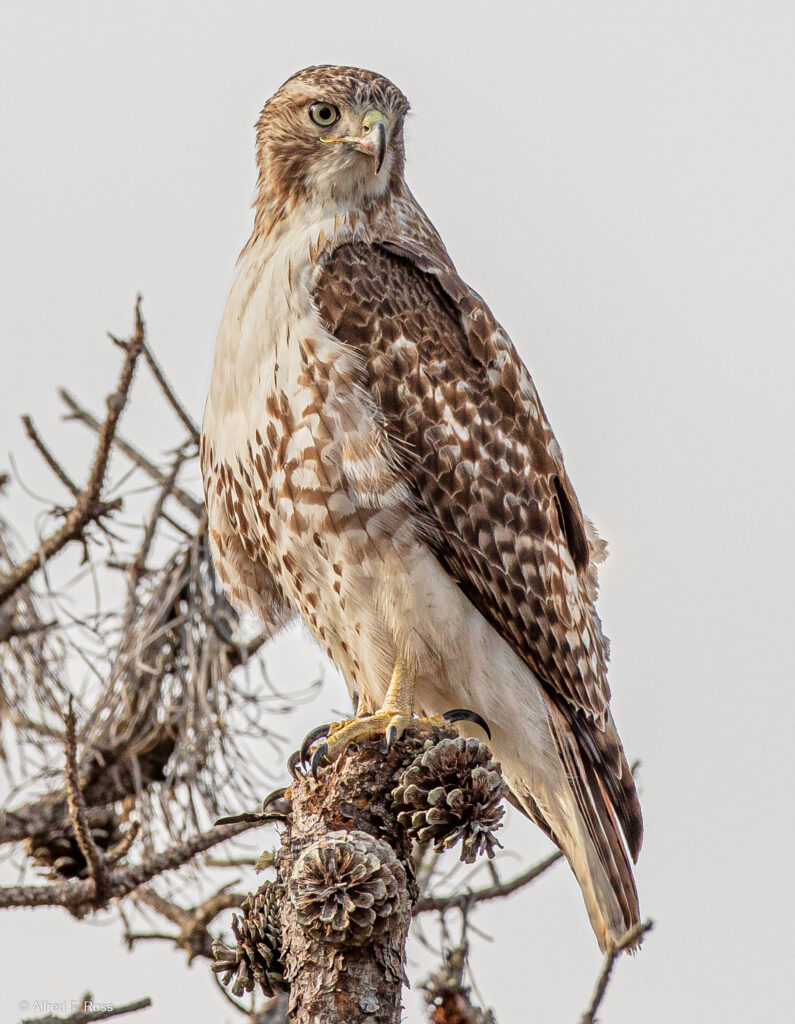 Red-tailed Hawk