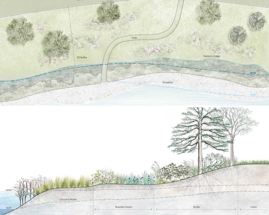 A plan for a buffer at Georgica Pond.  Yixin Wei, Farm Landscape Design 