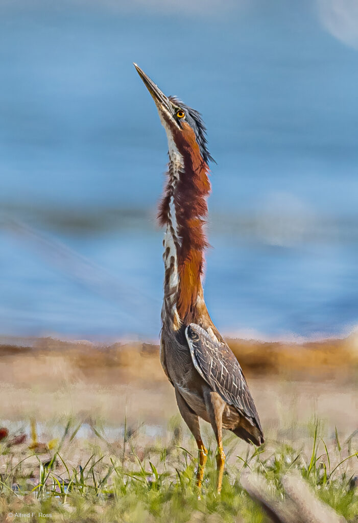 Photo of Green Heron by Mr. Ross