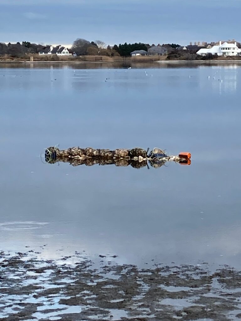 Mesoscale oyster reef at the south end of Georgica Pond.