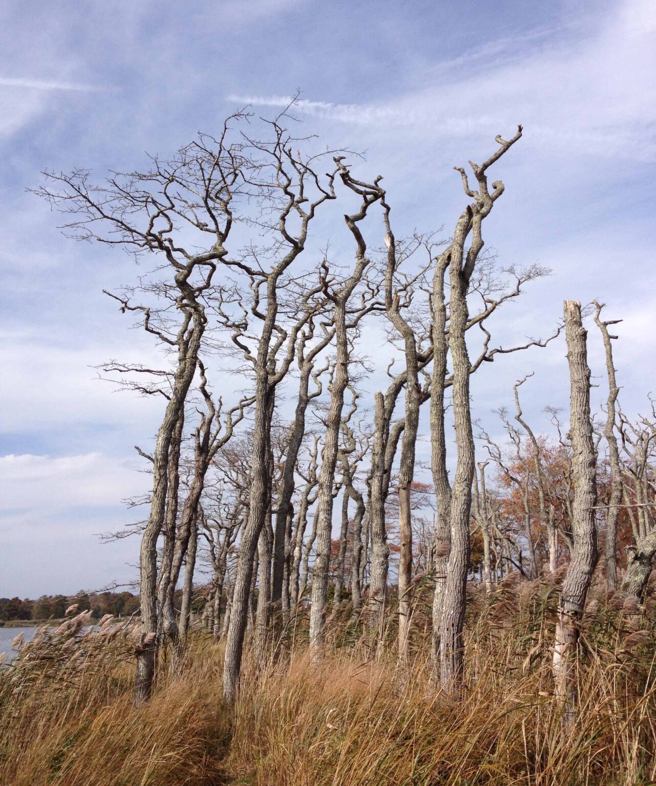 A Tree With Many Names - Friends of Georgica Pond Foundation