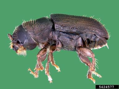 Southern Pine Beetle